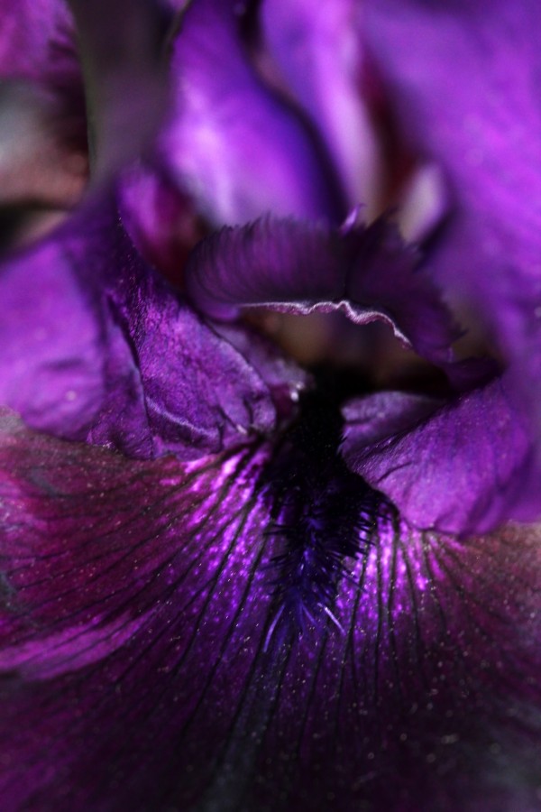 Purple Velvet by Deb Oppermann